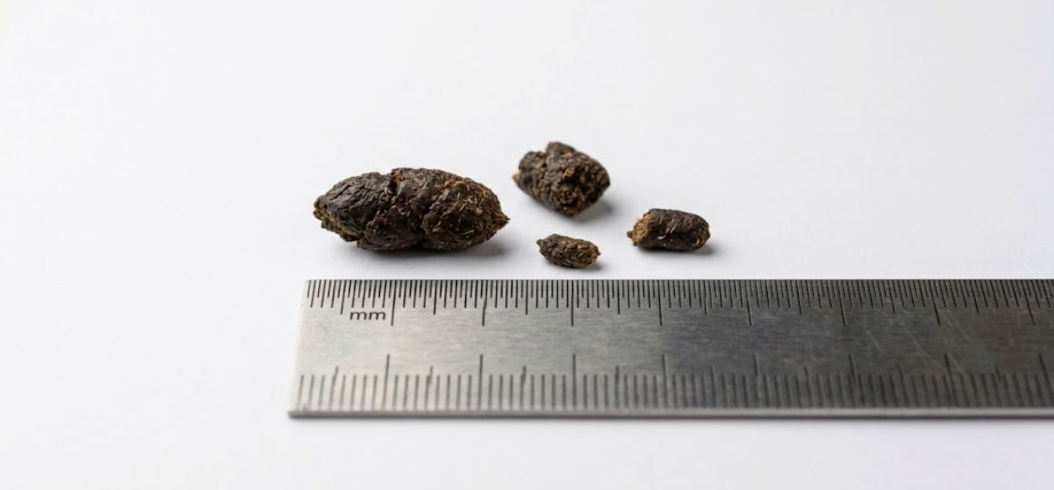 Rat vs mouse droppings identification